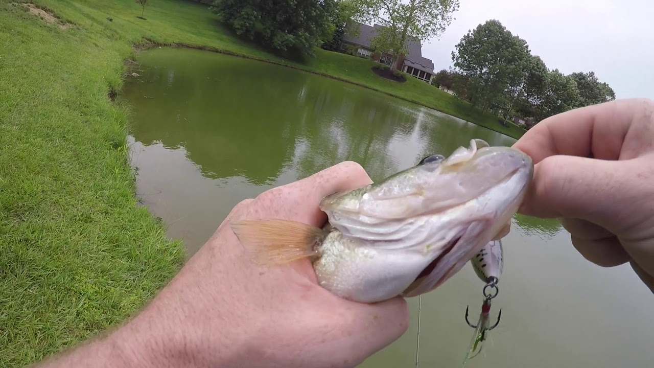 Using The Rebel Pop- R Popper Classic To Catch Some Pond Bass!