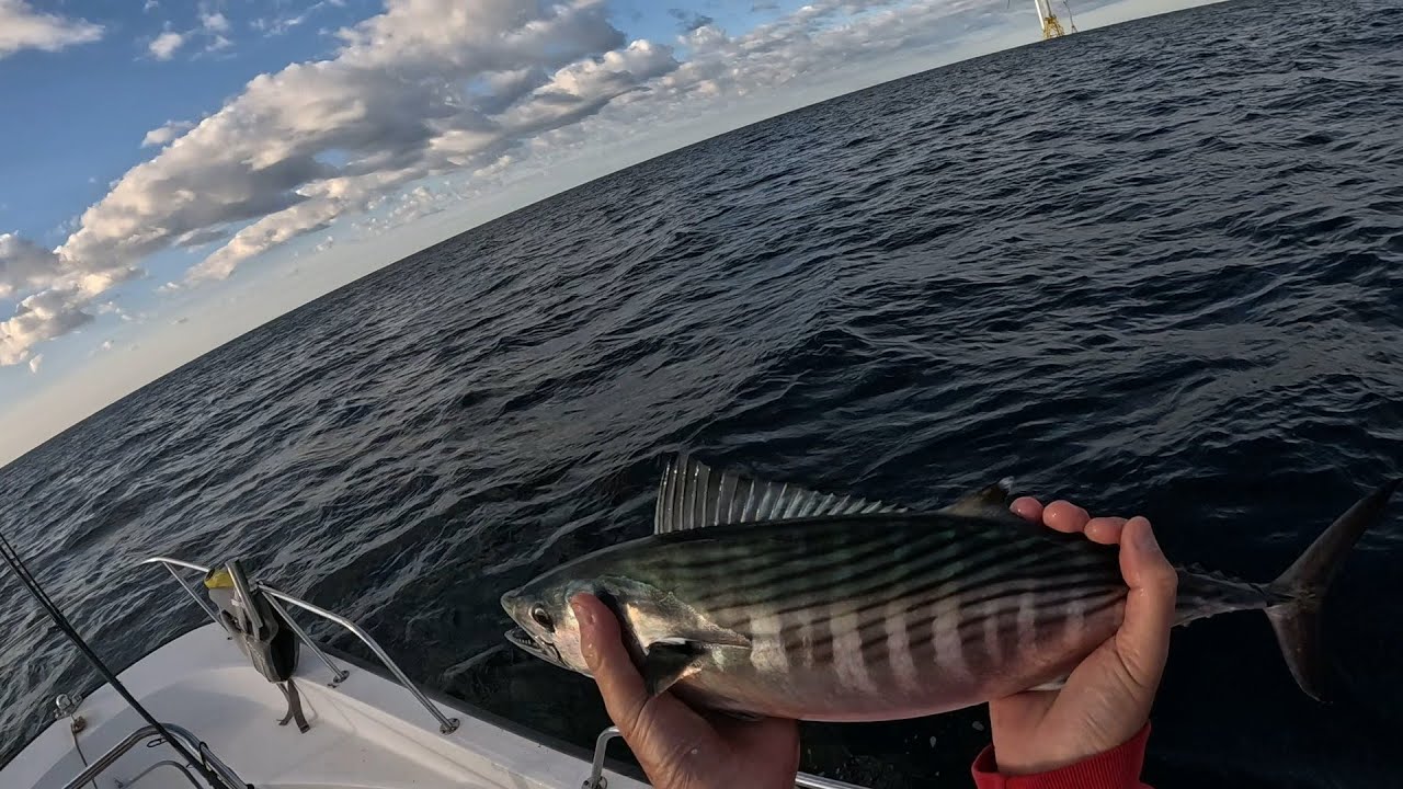 BONITO BONANZA, BLUEFISH & BROWN SHARKS AT BLOCK ISLAND & WINDFARMS