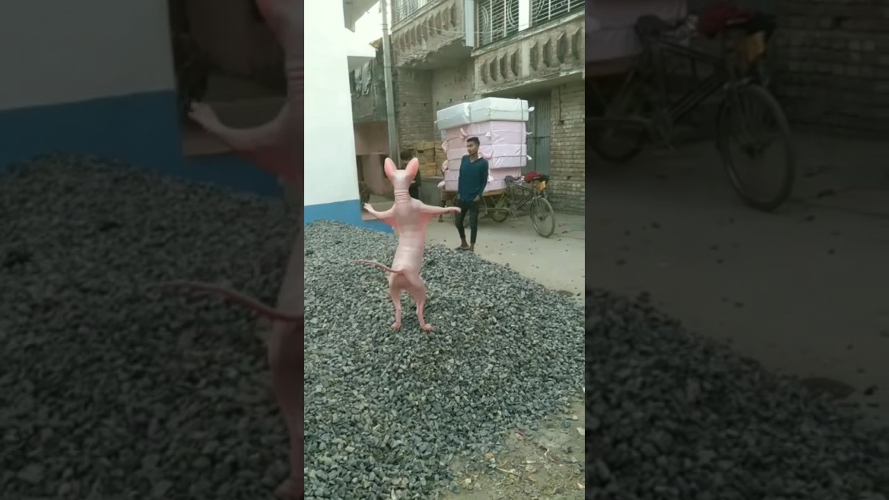patali kamariya 😱😱😱😲 #ekmotahathighumechala #song #train #perfumelaga #shortvideo