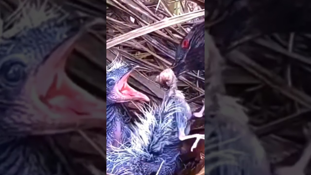 burung ini di ajarkan kanibalisme sejak bayi: #hewan #alamliar #kehidupanliar #shorts #burung