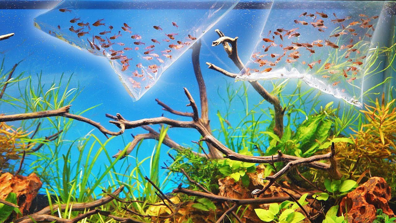Adding 200 EMBER TETRAS to a Double Island Aquascape