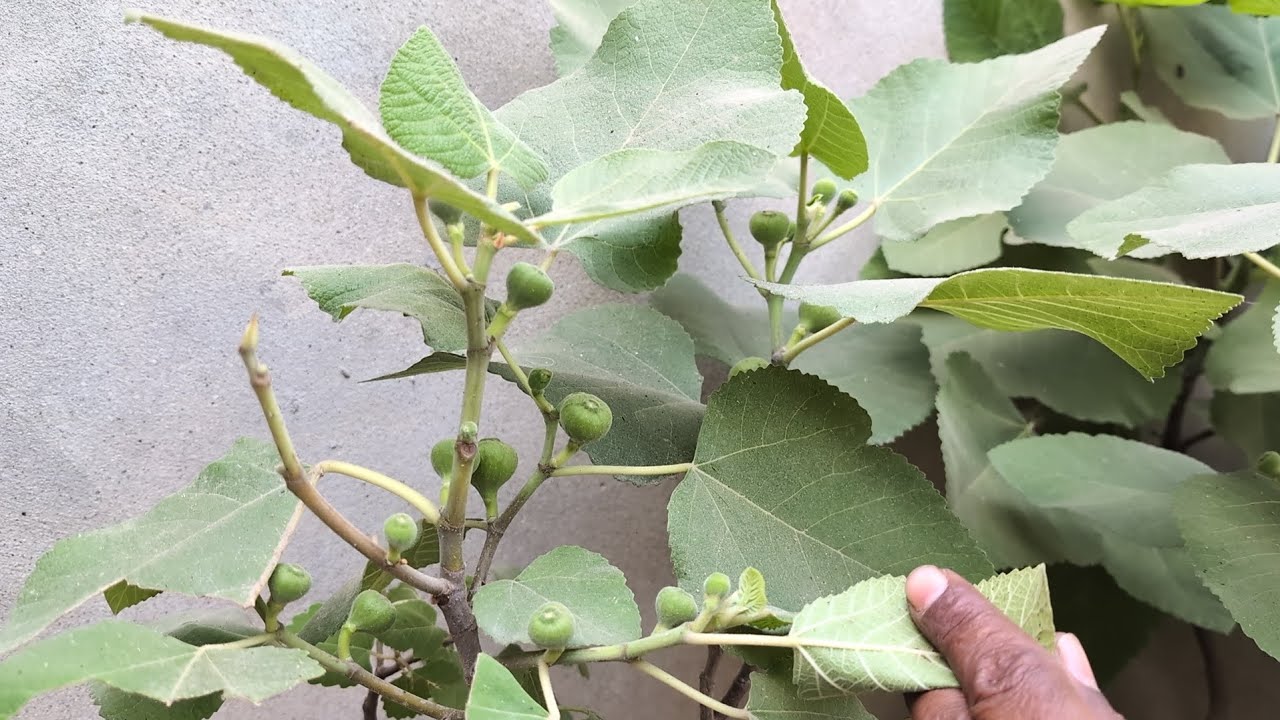 Anjeer | how to grow anjeer plant at home | How to grow fig in your garden | Fig plant care,
