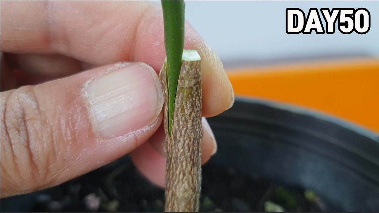 레몬씨 키워서 감귤나무(천혜향,레드향) 접목하기🍋🍊ㅣGrafting Citrus Trees (lemon tree)