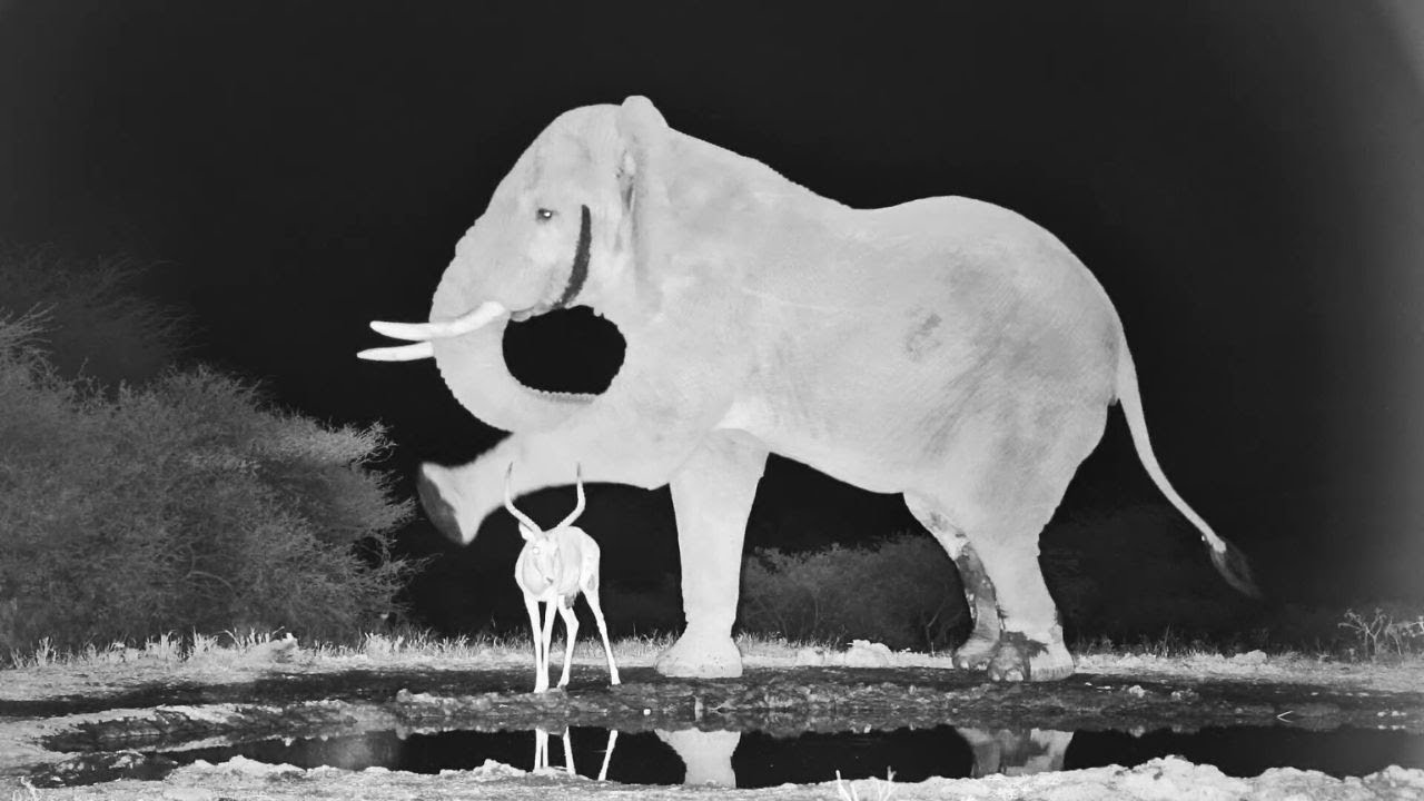 Best Funny Elephant Moments
