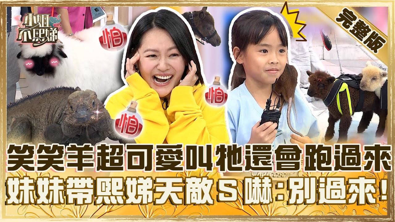 我家有座動物園！笑笑羊超可愛叫牠還會給回應！妹妹肩上背「熙娣天敵」小Ｓ嚇慘：不要過來！【#小姐不熙娣】20240927 完整版 EP656 竇智孔 柯有倫
