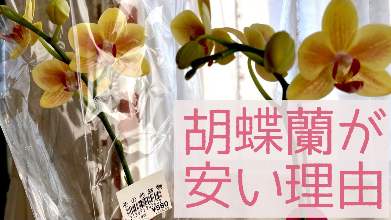 【580円】スーパーのレジ横で叩き売られていた胡蝶蘭を買ってみた