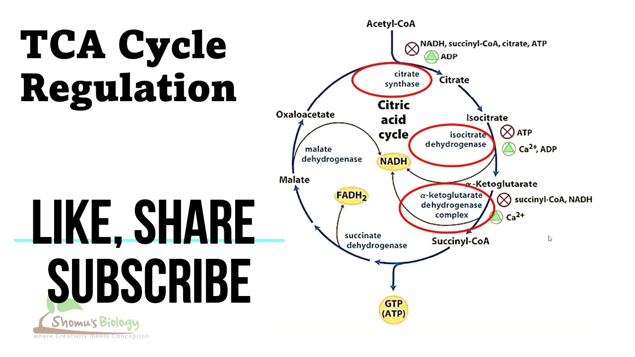 Citric acid cycle regulation | tca cycle regulation steps