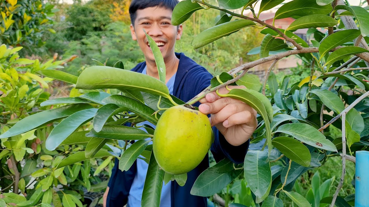 ผลไม้แปลก ข้างในเป็นช็อคโกแล็ต | เอิร์ธสดชื่น