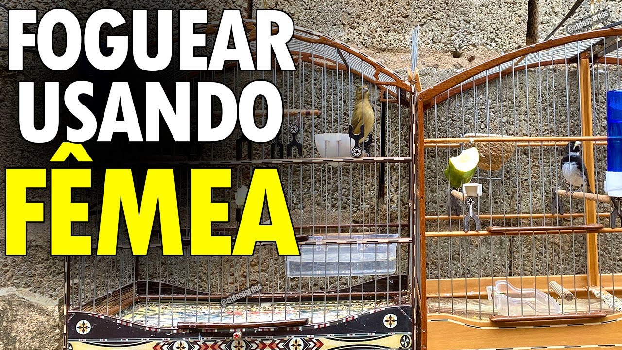 Como foguear coleiro e papa capim com fêmea