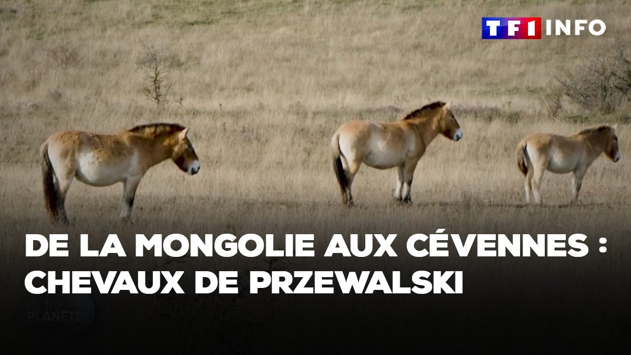 De la Mongolie aux C&eacute;vennes : chevaux de Przewalski｜TF1 INFO