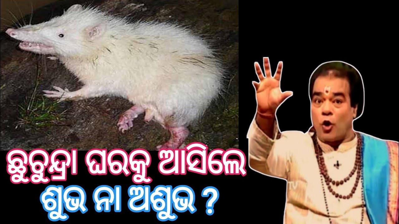 ଘରକୁ ଛୁଚୁନ୍ଦ୍ରା ଆସିଲେ ଶୁଭ ନା ଅଶୁଭ | Gharaku Chhuchundra Asile Shubha Na Ashubha | janiba katha