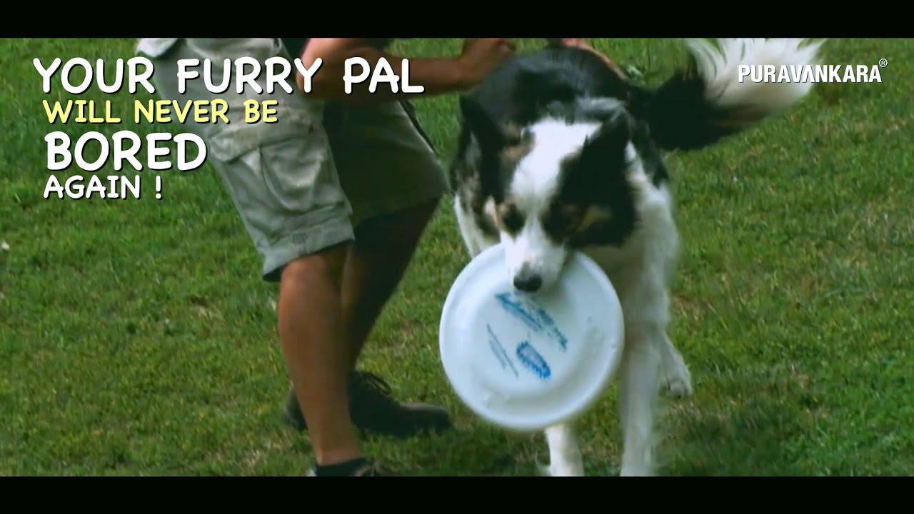 Paw Park for your furry pal at Purva Palm Beach