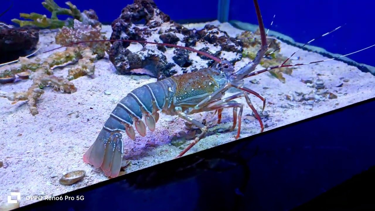 Goa # aquarium##aquatic animals