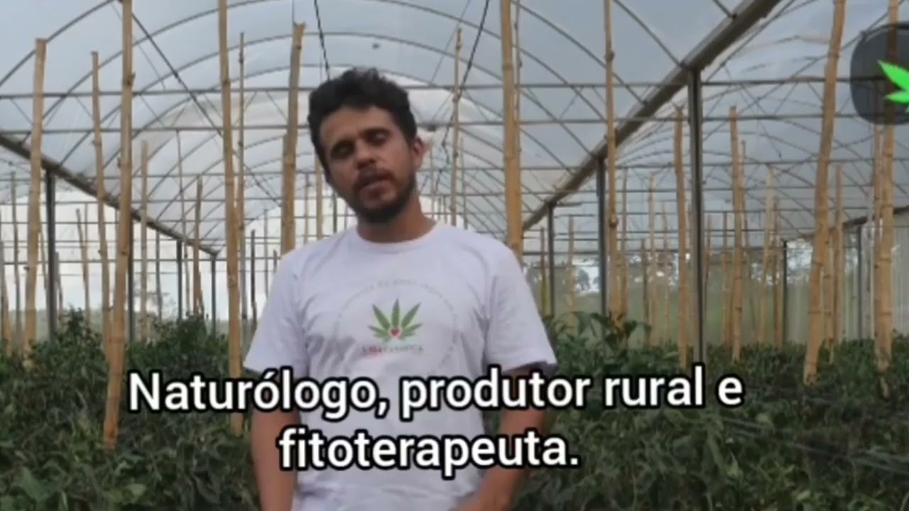 PONTO IDEAL DE COLHEITA DE CANNABIS
