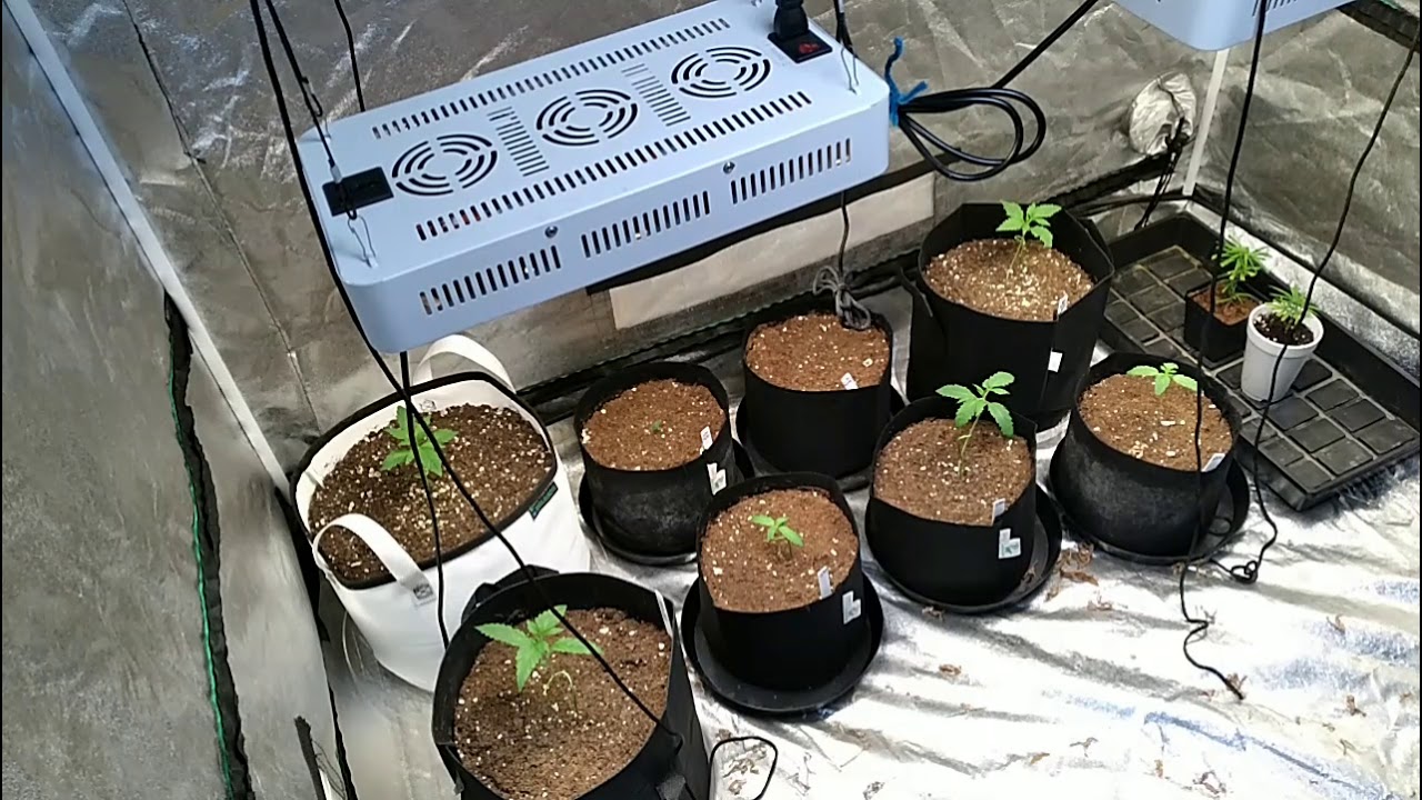 update: Pyramid Seeds Blackcherry Punch & Auto Purple / Kre8 Silly Putty /  Flamingo Jones 33K