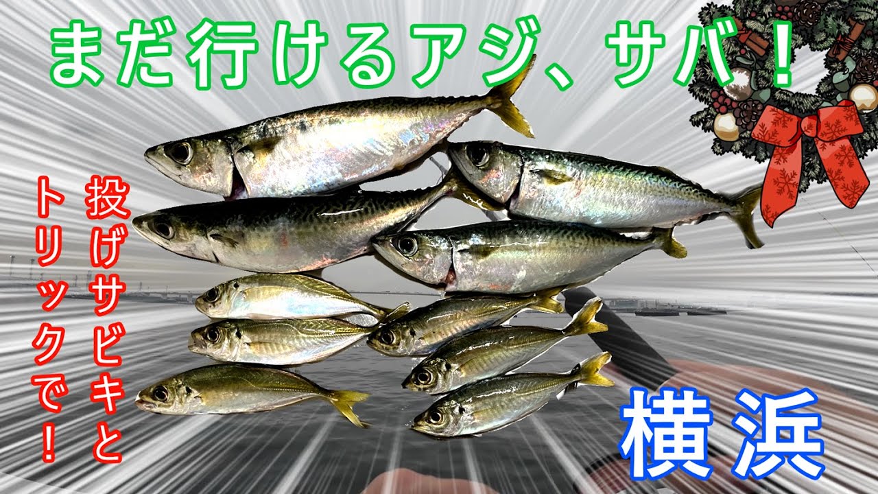 【ふれーゆ】アジと大サバ、戻って来たんじゃね？ついでに9目達成！#アジ #サバ #アナゴ #投げサビキ #サビキ #釣り #横浜 #東京湾