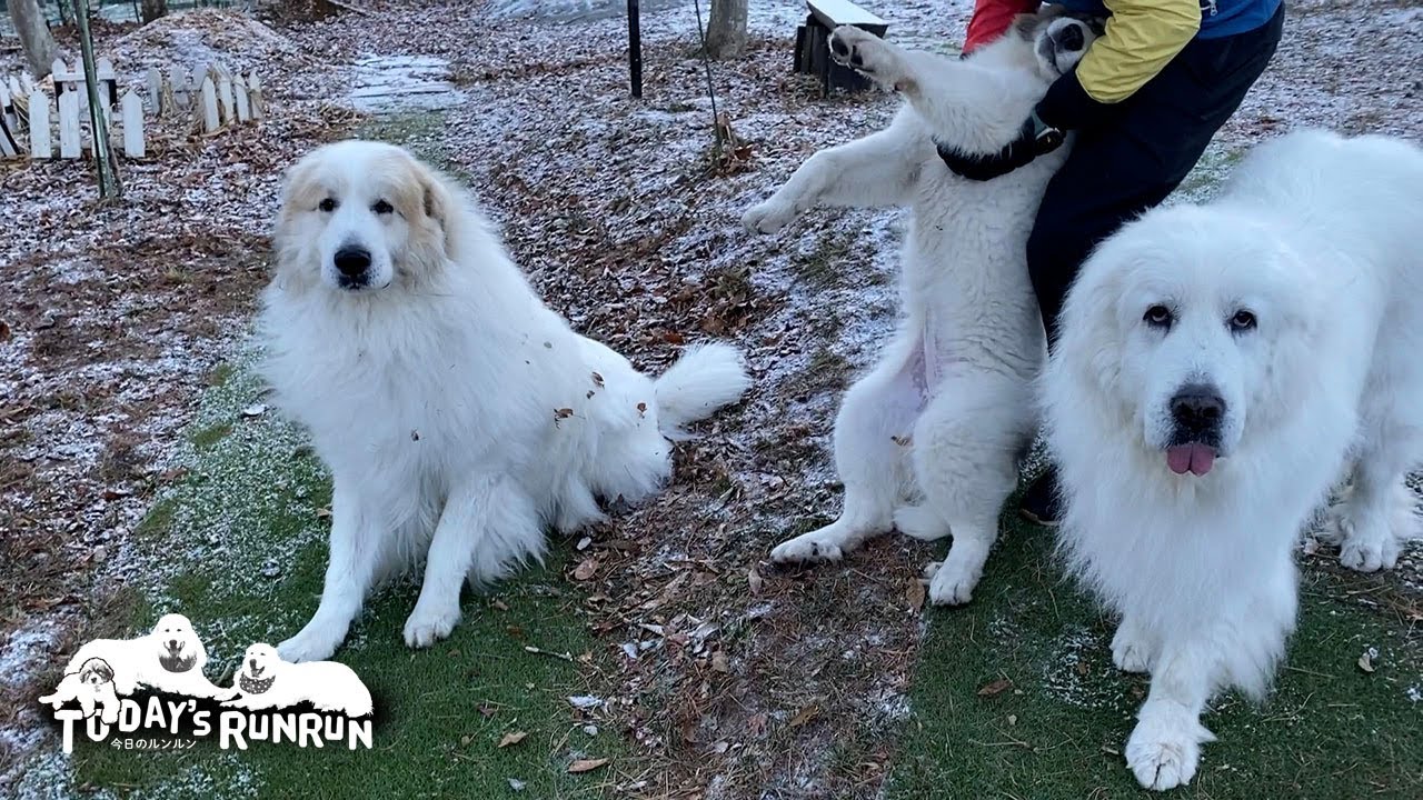 怪獣ベルに振り回されっぱなしの息子（格下）とアランです　Great Pyrenees　グレートピレニーズ