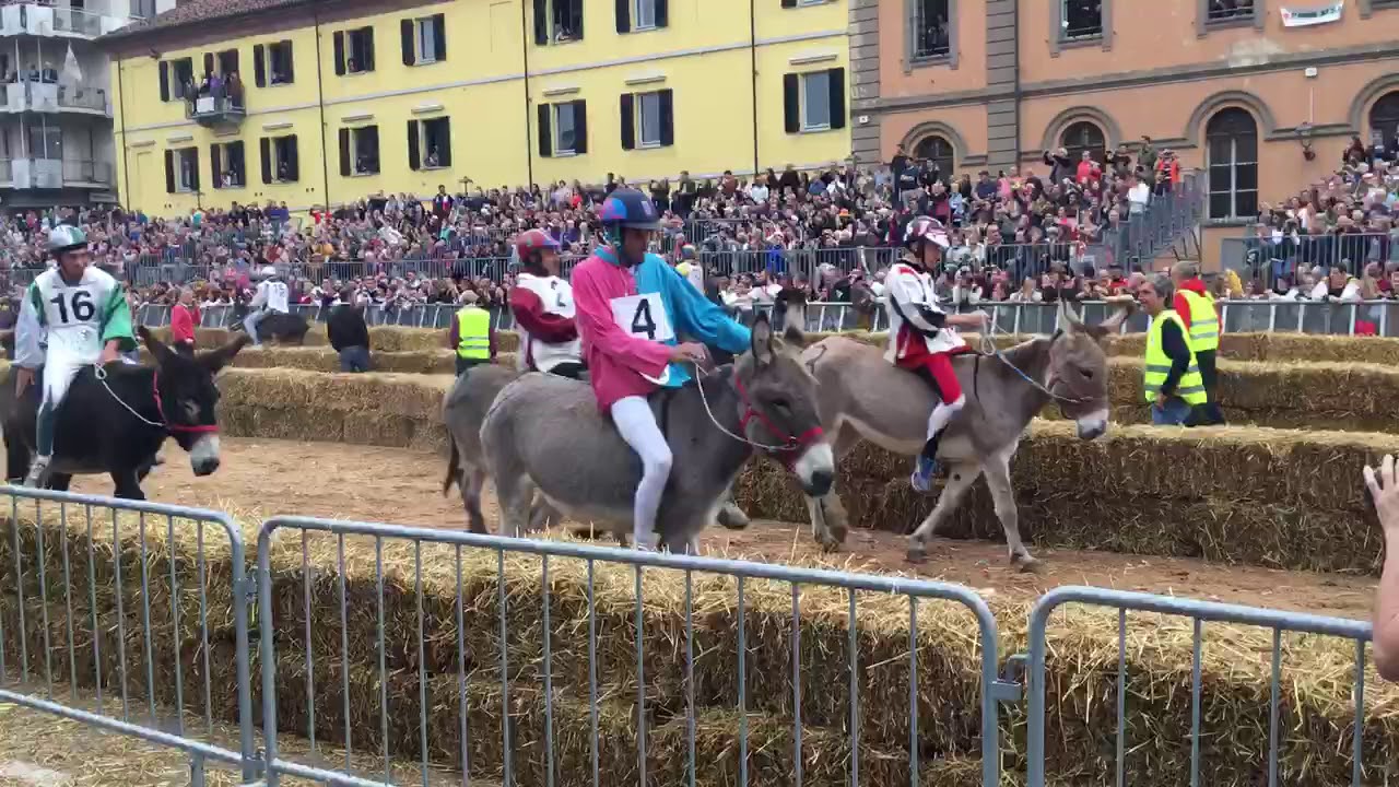 Donkey Race of Alba, Italy 2019 | Paglio degli Asini Alba