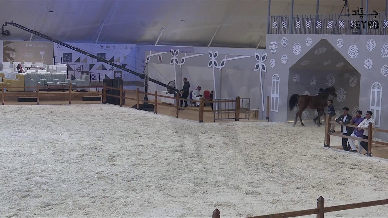 مهرجان الشرقية لجمال الخيل العربية الأصيلة - 2026 اليوم الثاني