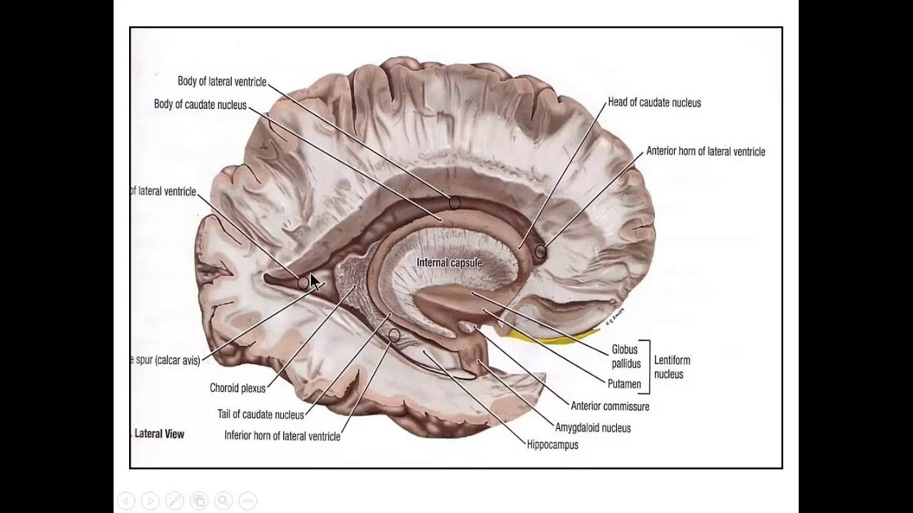 zenuwstelsel deel 9 ventrikels meningen en liquor