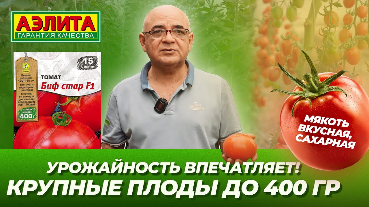 Крупноплодный томат БИФ СТАР F1 - сочный, вкусный, урожайный!
