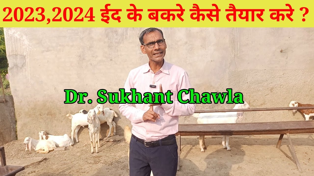 2023,2024 ईद के बकरे कैसे तैयार करे ?