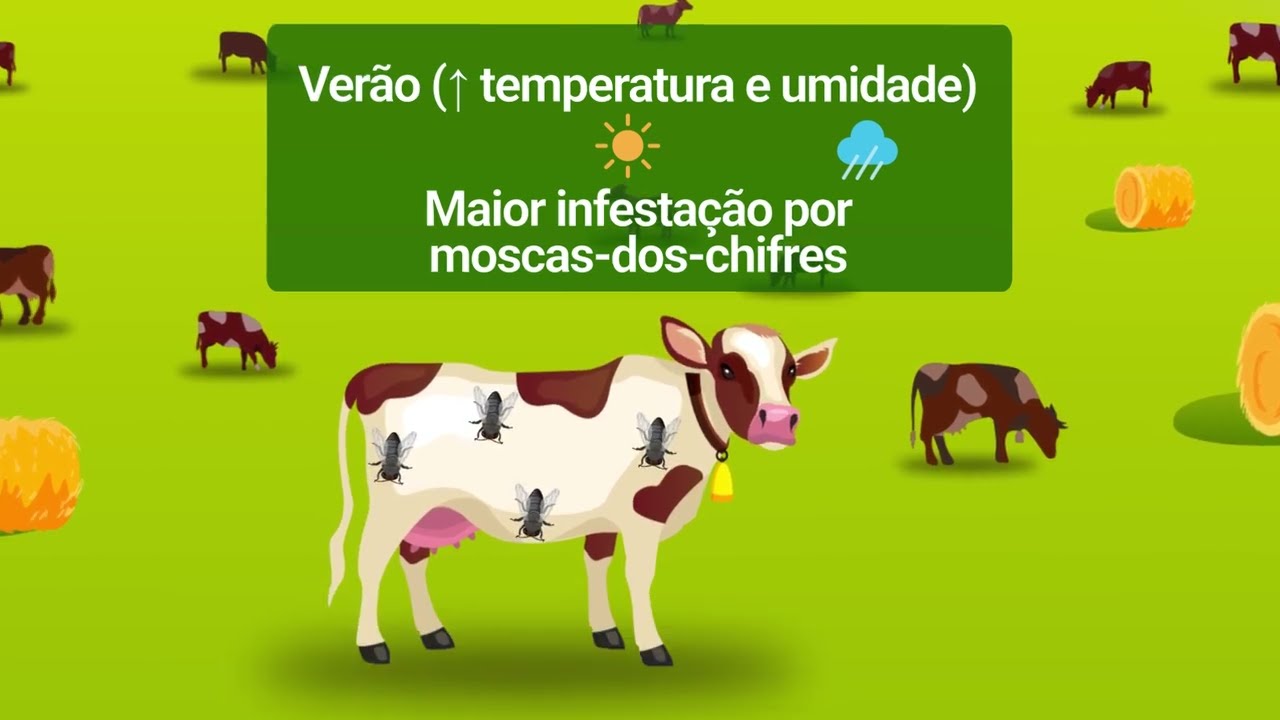 Minuto EndoEcto: Controle da mosca-dos-chifres em Bovinos