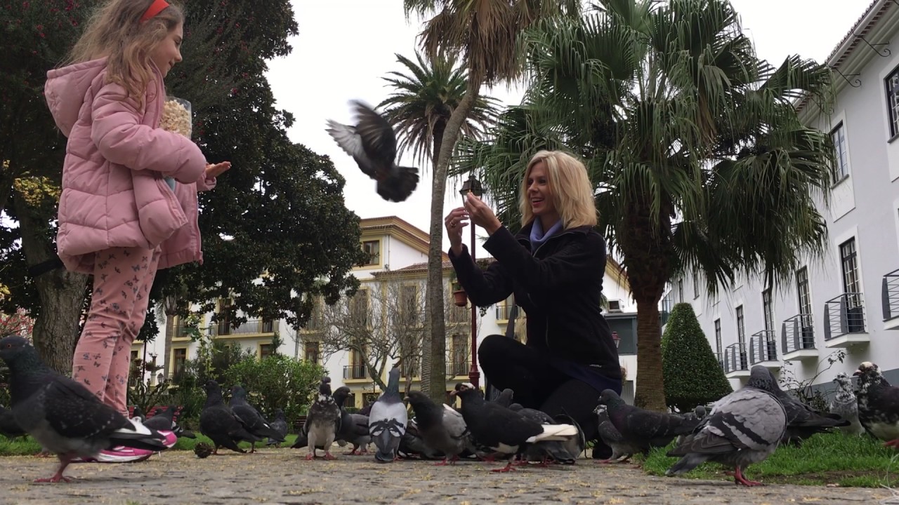 Azores Island!  Pigeon fest!!!