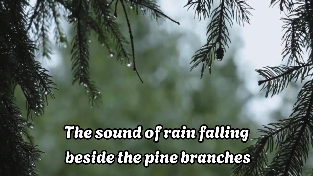 The Sound of Rain Falling Beside Pine Branches | Zen Meditation & Stress Relief