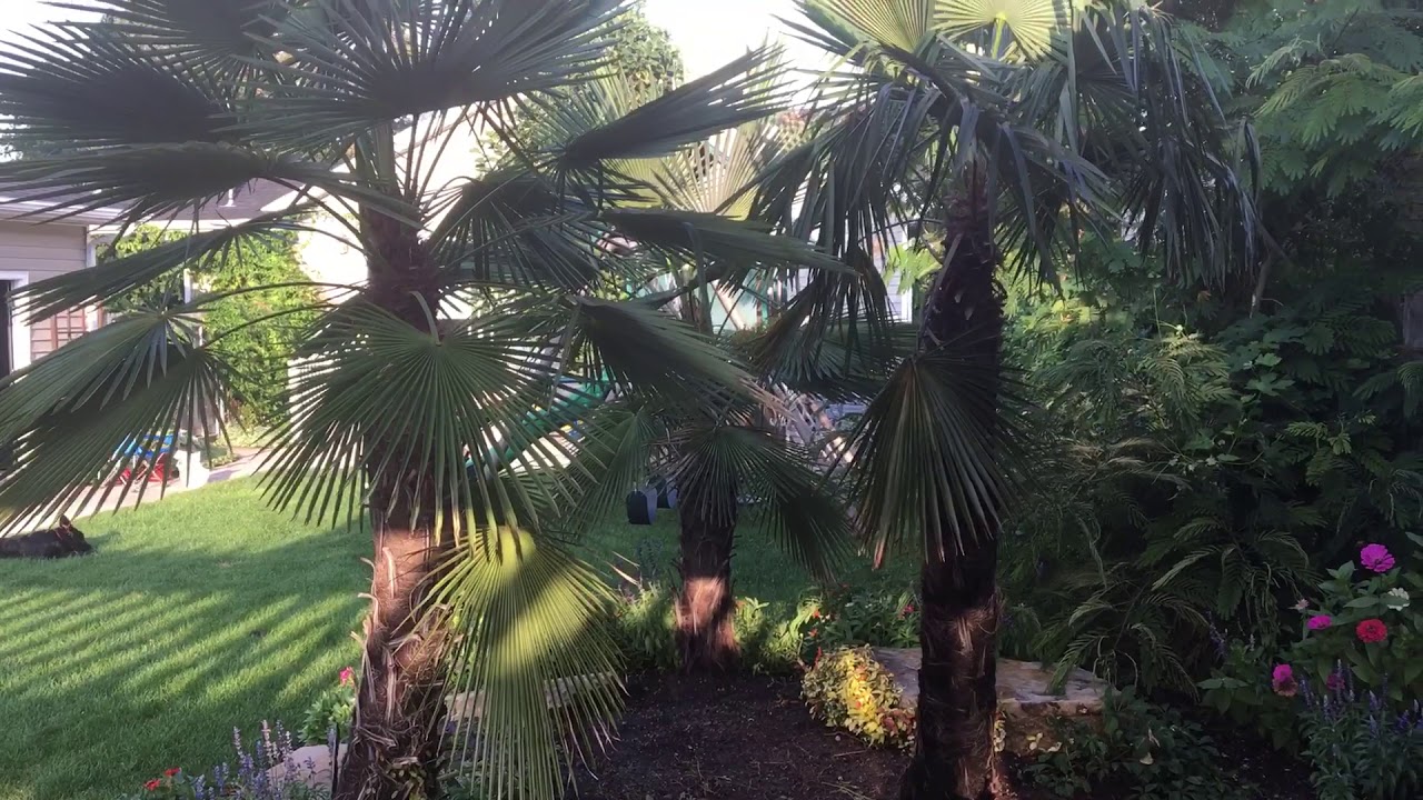 Trachycarpus Takil Salt Lake City Utah 2017 Update
