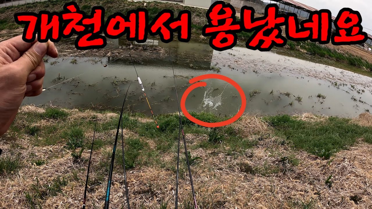 개천지에서 낚시하고 개천에서 용났네 🤗의성 수로👍 #붕어낚시 #대물낚시 #붕어조황
