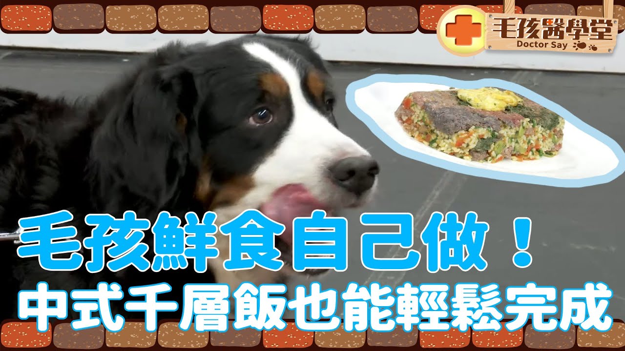 毛孩鮮食自己做！中式千層飯也能輕鬆完成 | 我愛小pet孩