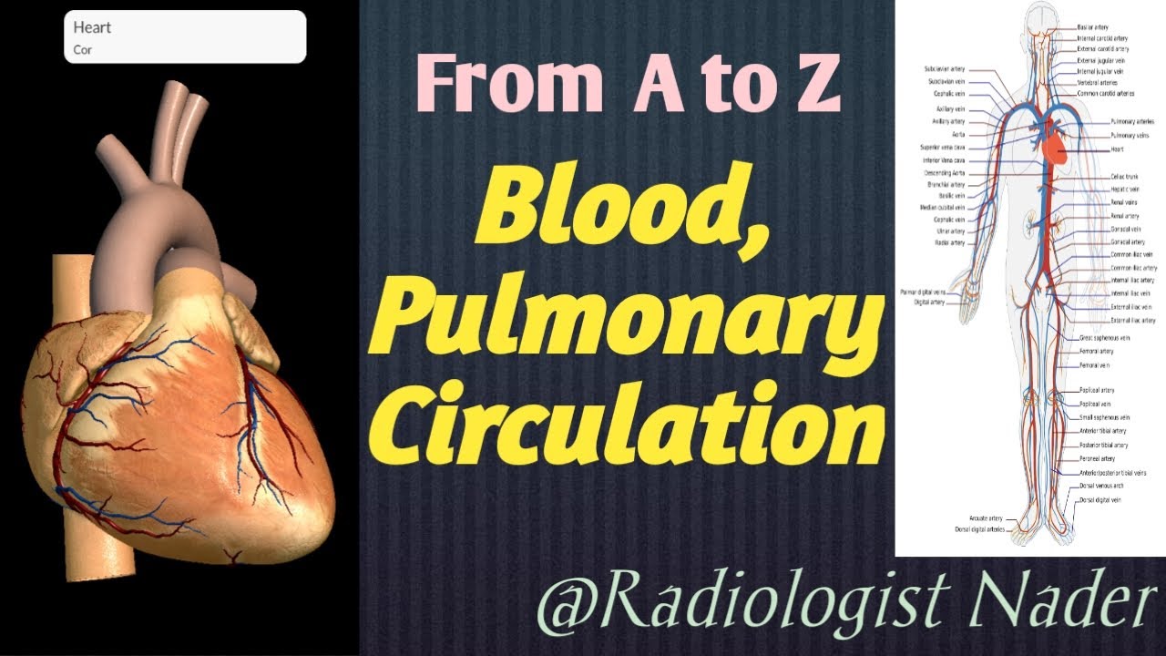 شرح الدورة الدموية الكبري والصغري( الرئوية )|Blood circulation and pulmonary circulation explanation