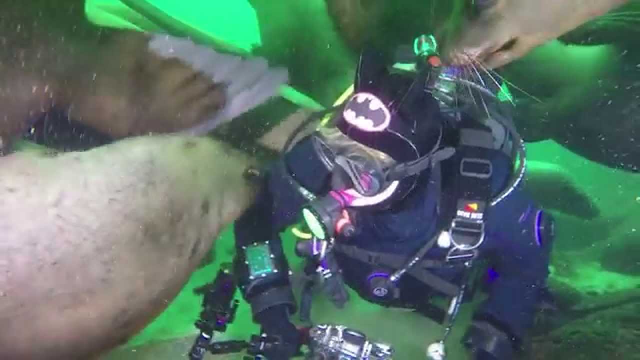Sea Lion Scuba Diving on Vancouver Island with Pacific Pro Dive & Marine Adventures