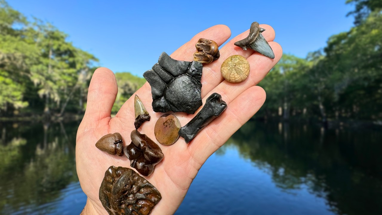 Fossil Diving in Florida: Shark Teeth and Ice Age Fossils Found