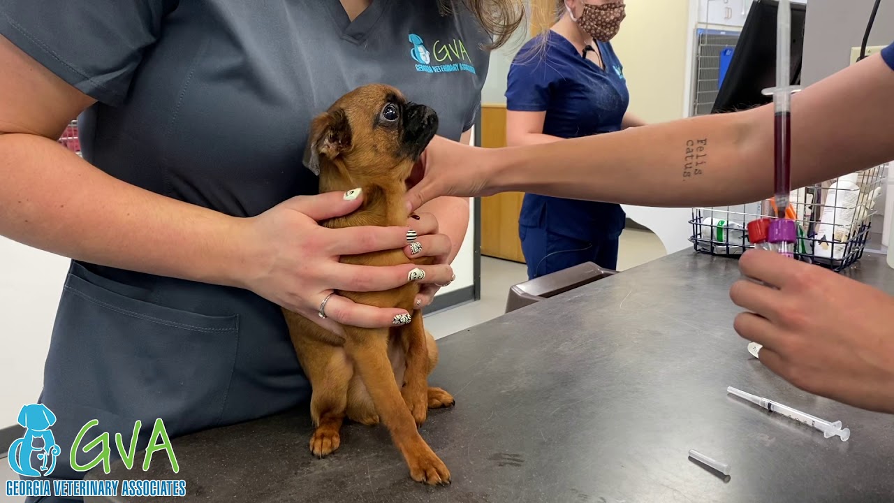 Anesthesia by Georgia Veterinary Associates with Dr. Connor