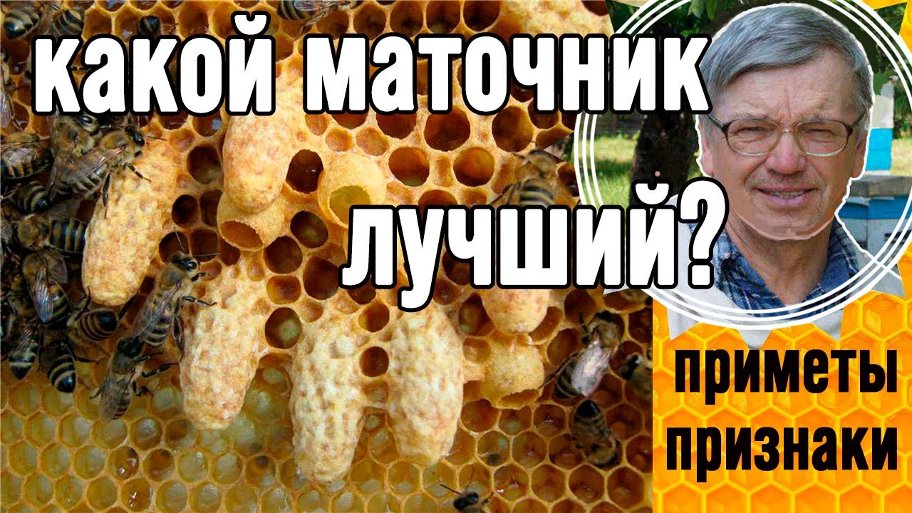 Выбираем лучший маточник из множества свищевых.