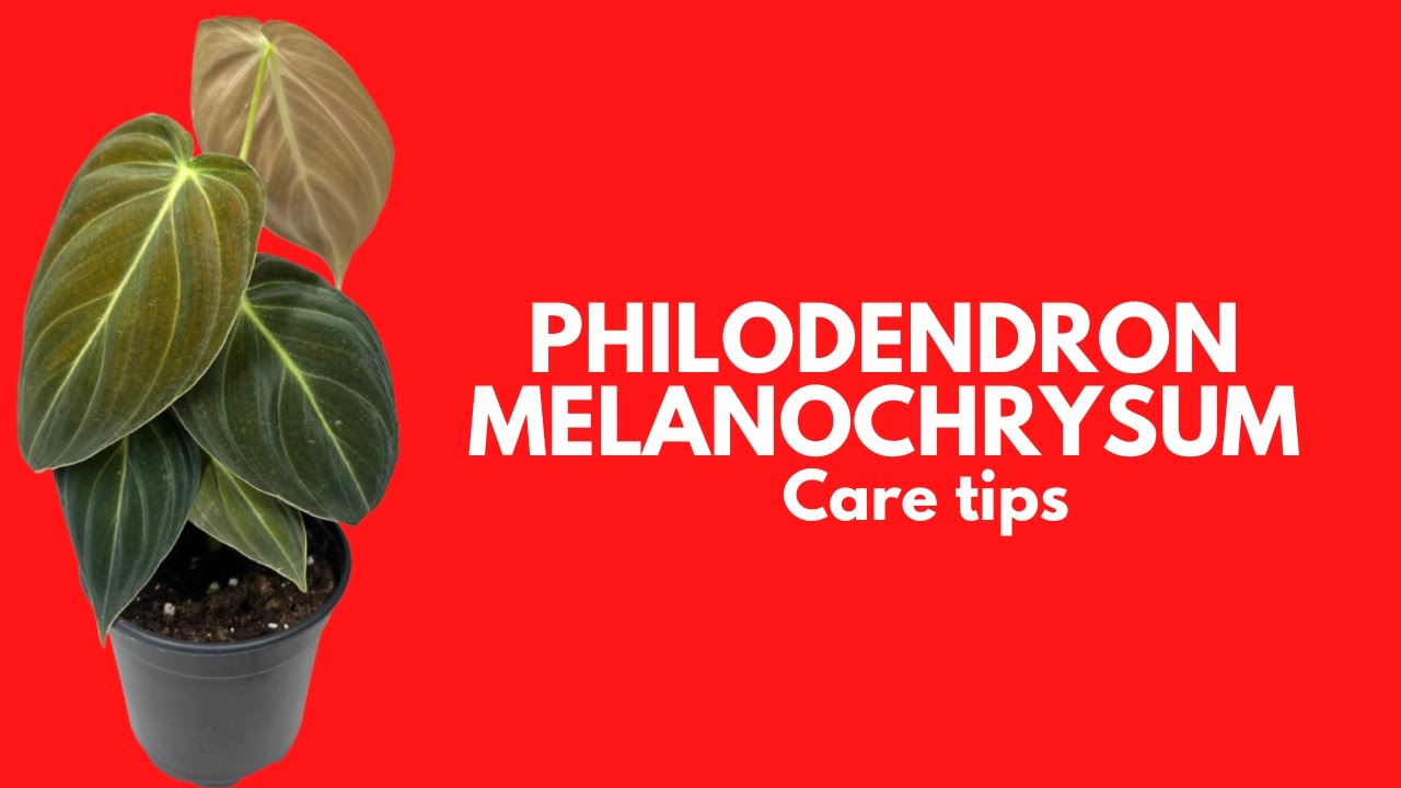 || PHILODENDRON MELANOCHRYSUM || CARE TIPS ||
