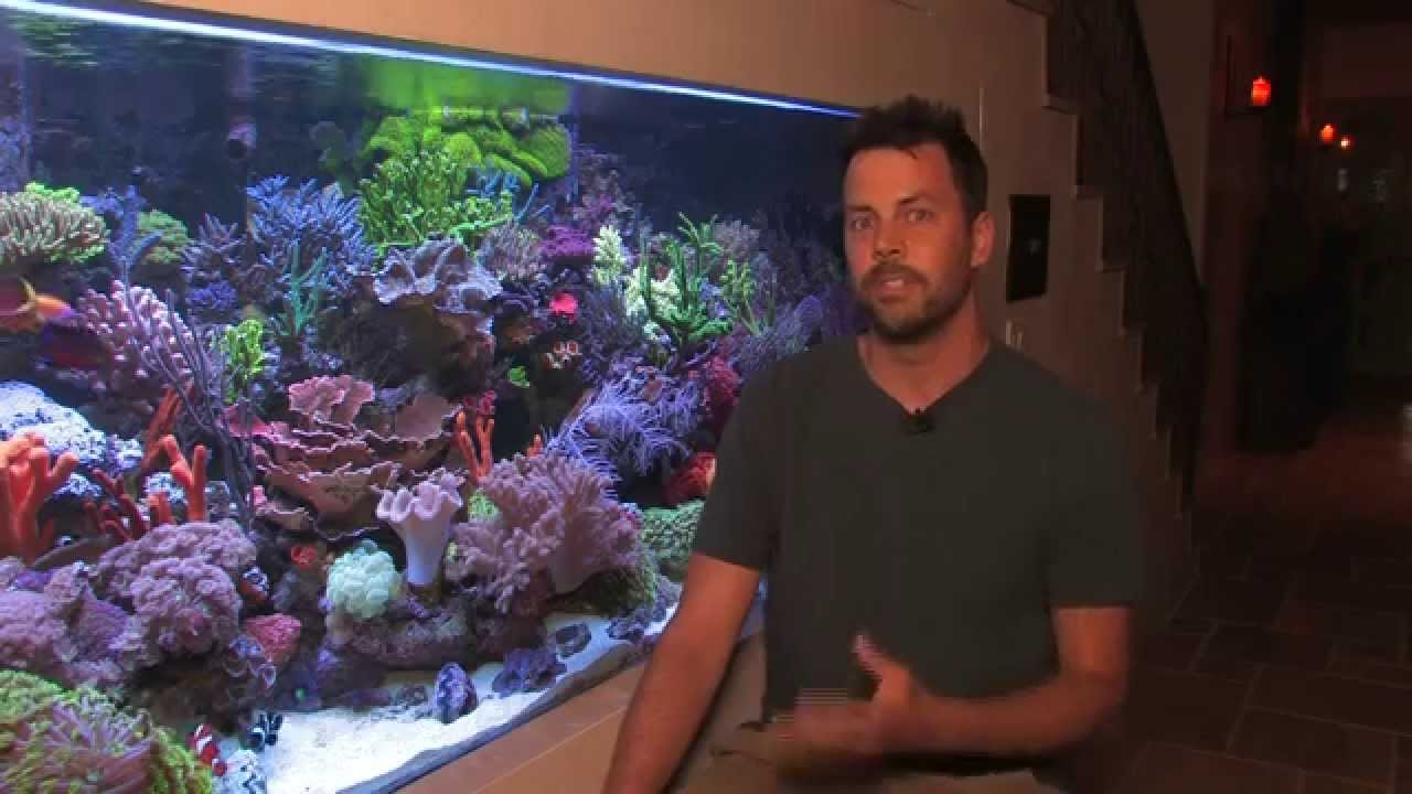 Vivid 400 Gallon Mixed Reef Aquarium 2012