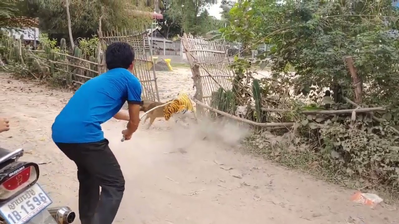 BROMA A PERROS CON TIGRE