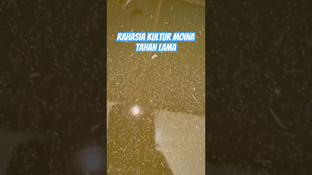 Rahasia Kultur Moina Tahan Lama #moinaculture #moina