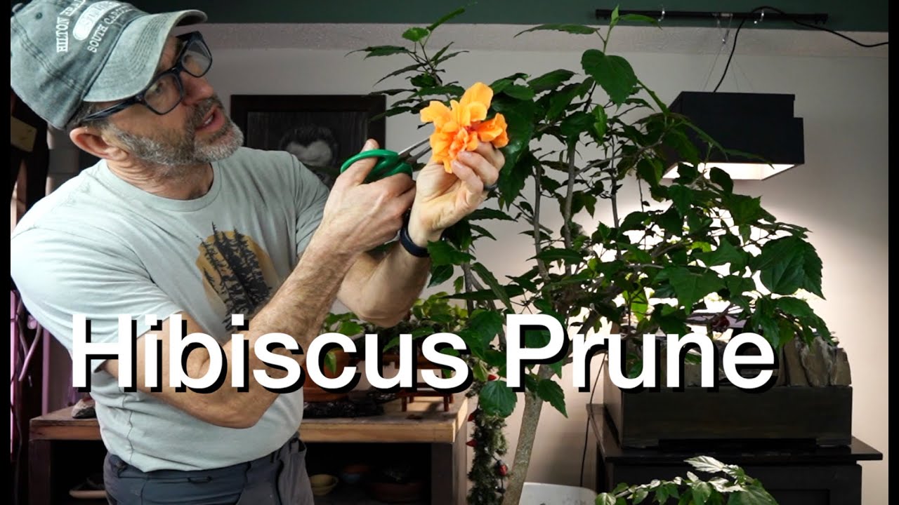 December Hibiscus Prune:  Dave's Bonsai E280