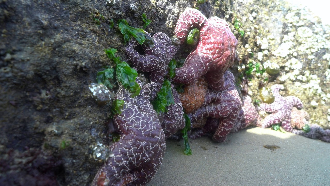 Low Tide | Oregon Coast