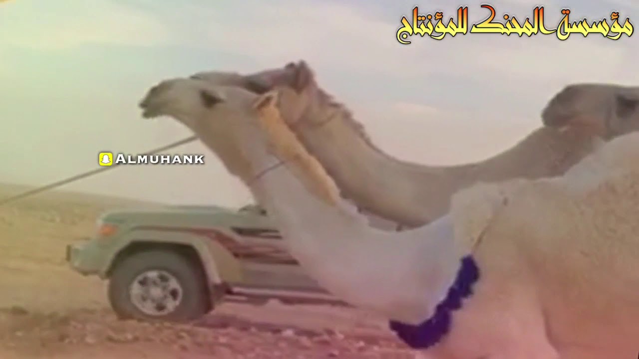 جديد وحصري2019 شلة الراسيه الحاصله على المركز الاول ف مزاين قطر لـ عبدالله بن جابر المنخس حسابي ⬇️