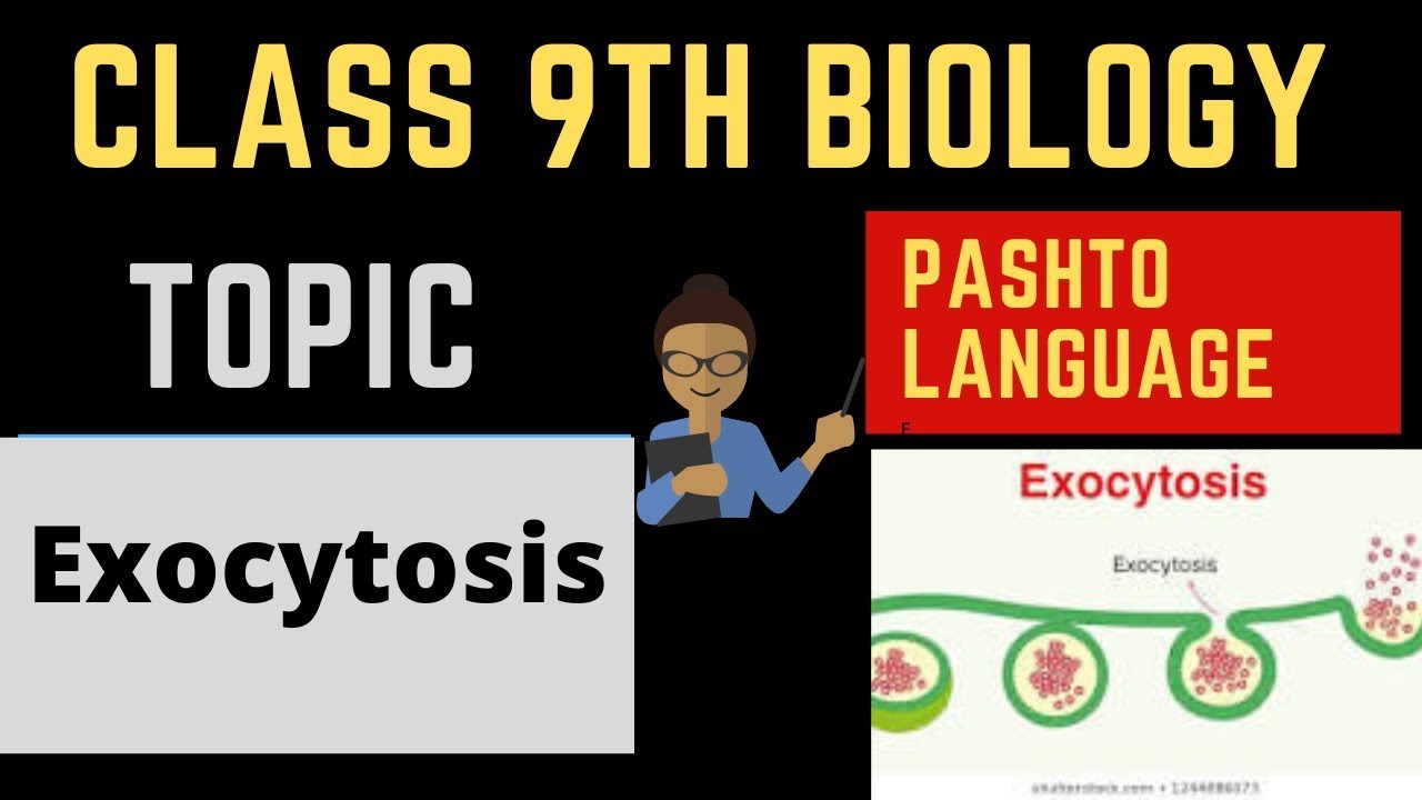 Exocytosis | Exocytosis in pashto | Home of biology