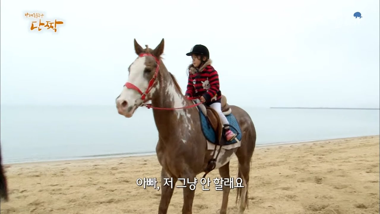 [동물다큐] 단짝 말 '산타'에게 겁 먹어버린 차미! 