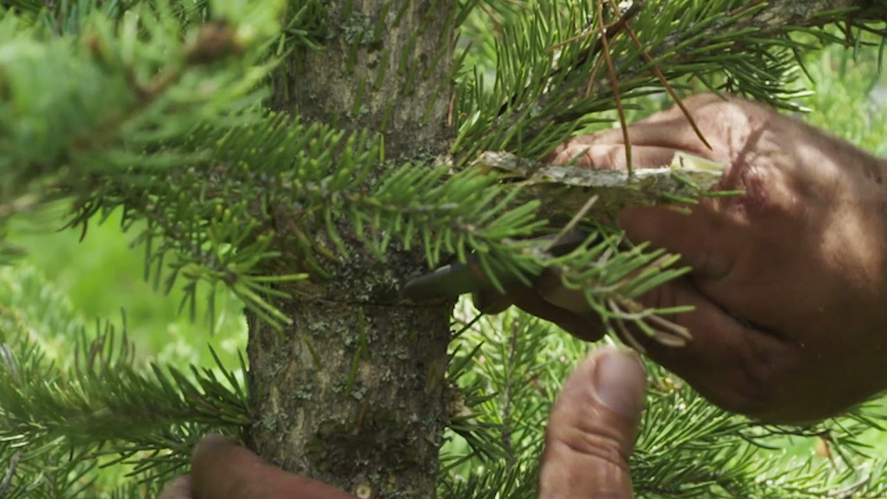 Going Native Making Bush Tea