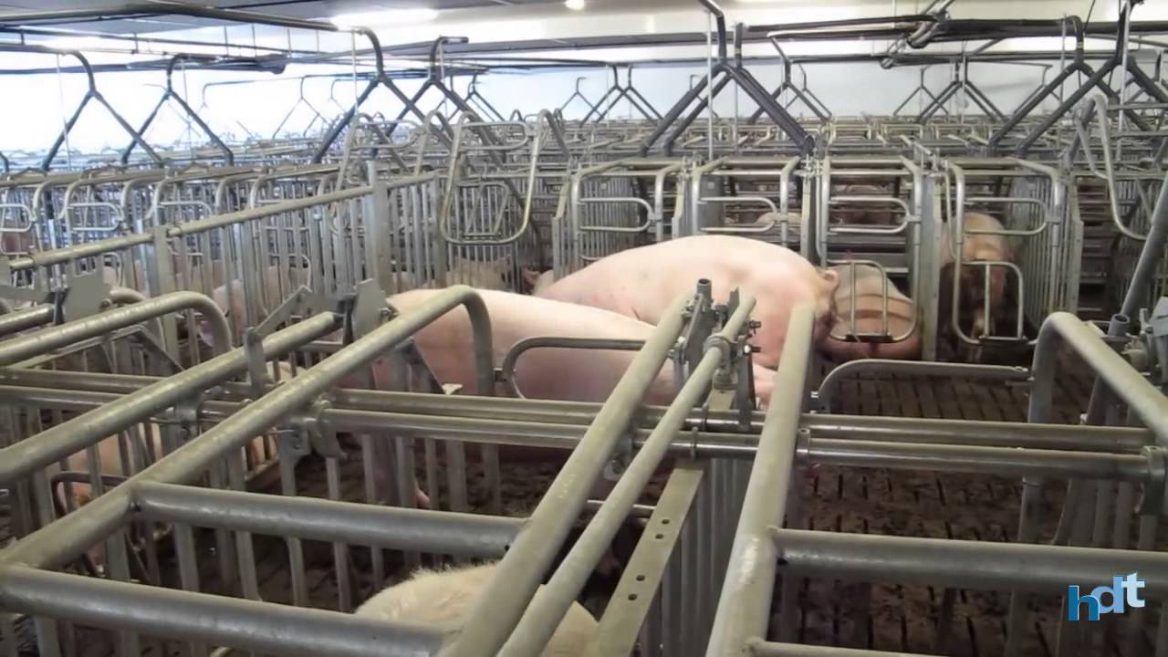 Tiergerechte moderne Sauenställe und Mastställe