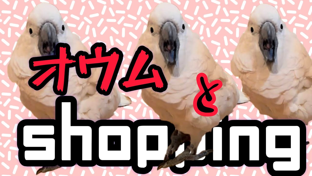 大型オウムとホームセンターでshopping　＃bird ＃parrot ＃cockatoo ＃parakeet