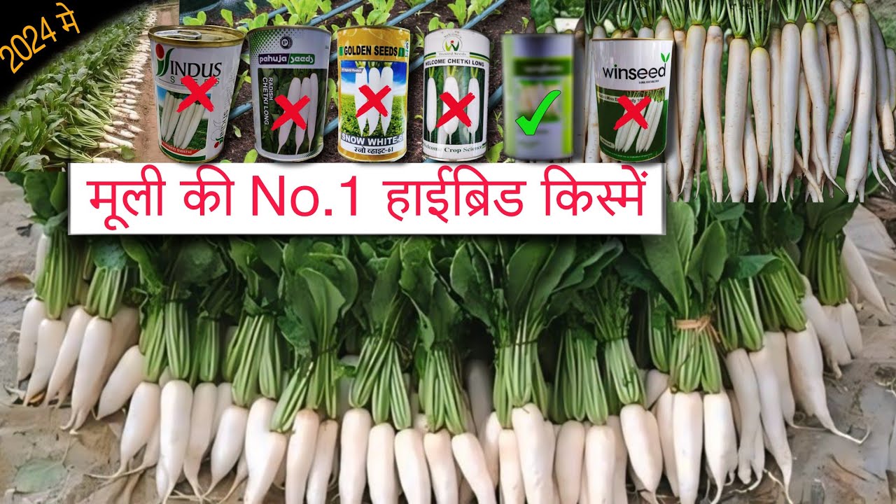 मूली की बेस्ट👌वैरायटी | हाइब्रिड मूली की No.1 किस्में🌱सफेद, लंबी, पतली, चमकदार मूली🌱Radish farming